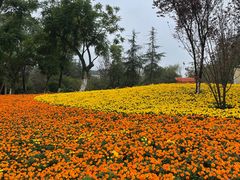 -铁山坪森林公园