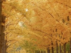 -汉长安城未央宫国家考古遗址公园