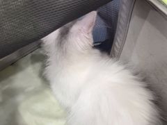 -佑安动物医院·全科·内窥镜中心(幸福巷店)