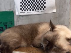 -Heymao猫咖.咖啡厅(东门店)