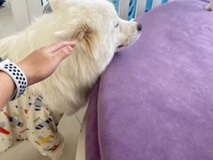 -怪兽屋·羊驼·猫咖·狗咖(俊华广场店)