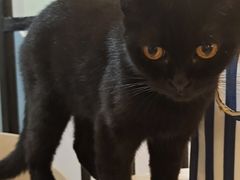 -猫房·猫吧·猫咖(龙湖时代汇店)