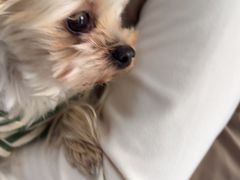 -瑞派福兴宠物医院犬猫全科·骨科·中西医结合(河东店)