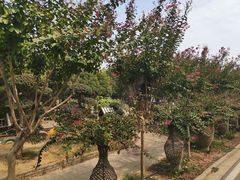 -武汉紫薇都市田园