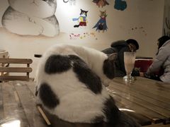 -Cappucimeow猫咪咖啡馆(韦伯时代店)