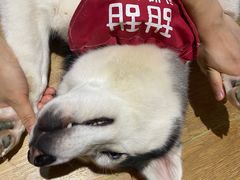 -Husky Go! 哈士奇体验馆·宠物咖啡厅狗咖