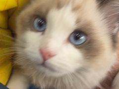 -安安宠医·臻爱宠物医院·宠保定点(营门口路分院)