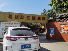 -荔枝红五号农庄