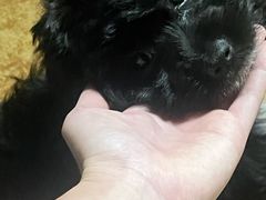 -博特宠物医院24h犬猫全科.骨科·异宠