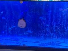 -烟台海昌鲸鲨海洋公园