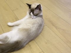 -Let's go狗咖·猫咖·奶狗·桌游(春熙路IFS店)