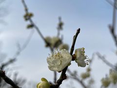 -新虹桥中心花园