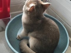 -东方名猫馆·英短金渐层布偶猫舍(环线广场1号楼店)