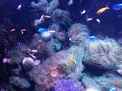 -悉尼海洋生物水族馆