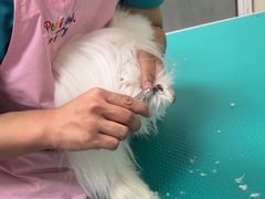 -北京观赏动物医院·24小时大型综合·猫专科·异宠专科