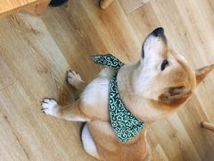 -柴犬小屋·柴餐厅·狗咖食堂(金鼎广场店)