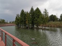 -贡湖湾湿地公园