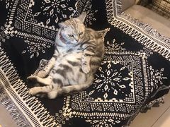 -平行世界·猫咖(首经贸店)