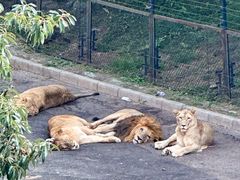 -大连森林动物园