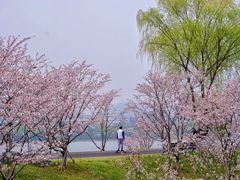 -羊山湖公园