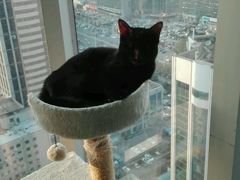 -喵店&猫咖