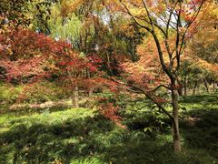 -上海共青森林公园