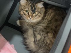 -佳雯宠物医院·皮肤科·内外科(春晓路分院)