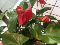 -蛙一刀·麻椒鱼火锅(金仙桥店)