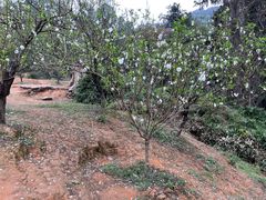 -南国桃园旅游度假区