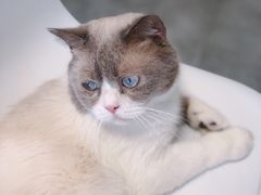 -团子家猫咪猫咖馆·柯基·柯尔鸭