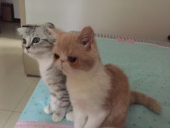 -飛凡TATTOO纹身•原创