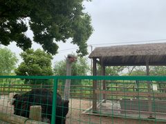 -苏州太湖西山岛开心农场