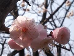 -洛阳市隋唐城遗址植物园