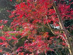 -广州市帽峰山景区