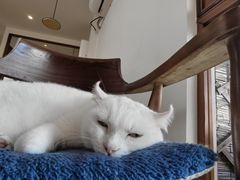 -有猫主题·治愈系猫咖(曾厝垵店)