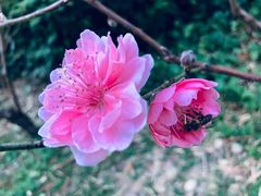 -桃花涧
