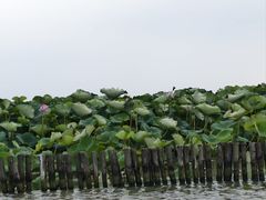 -焦岗湖旅游度假区
