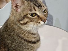 -豆逗聊愈猫阁Easy Life