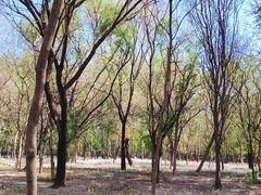 -枫花园汽车电影院(朝阳公园店)