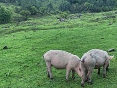 -硗碛藏寨·神木垒景区