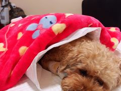 -瑞派·关忠动物医院·异宠专科·犬猫肿瘤·皮肤专科(望京店)