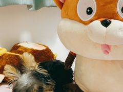 -宠爱多约克夏马尔济斯泰迪小型犬专卖