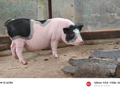 -海南热带野生动植物园