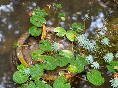 -深圳仙湖植物园