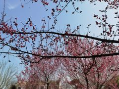 -武汉紫薇都市田园