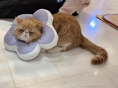 -乐派堂宠物医院·猫友好· 心脏科(东街店)