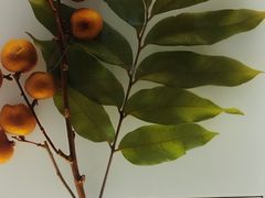 -广东中医药博物馆