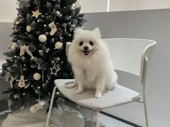 -comecome来吧宠物(奥克斯中心店)