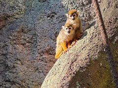 -红山森林动物园