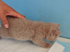 -瑞派福兴宠物医院犬猫全科·骨科·中西医结合(河东店)